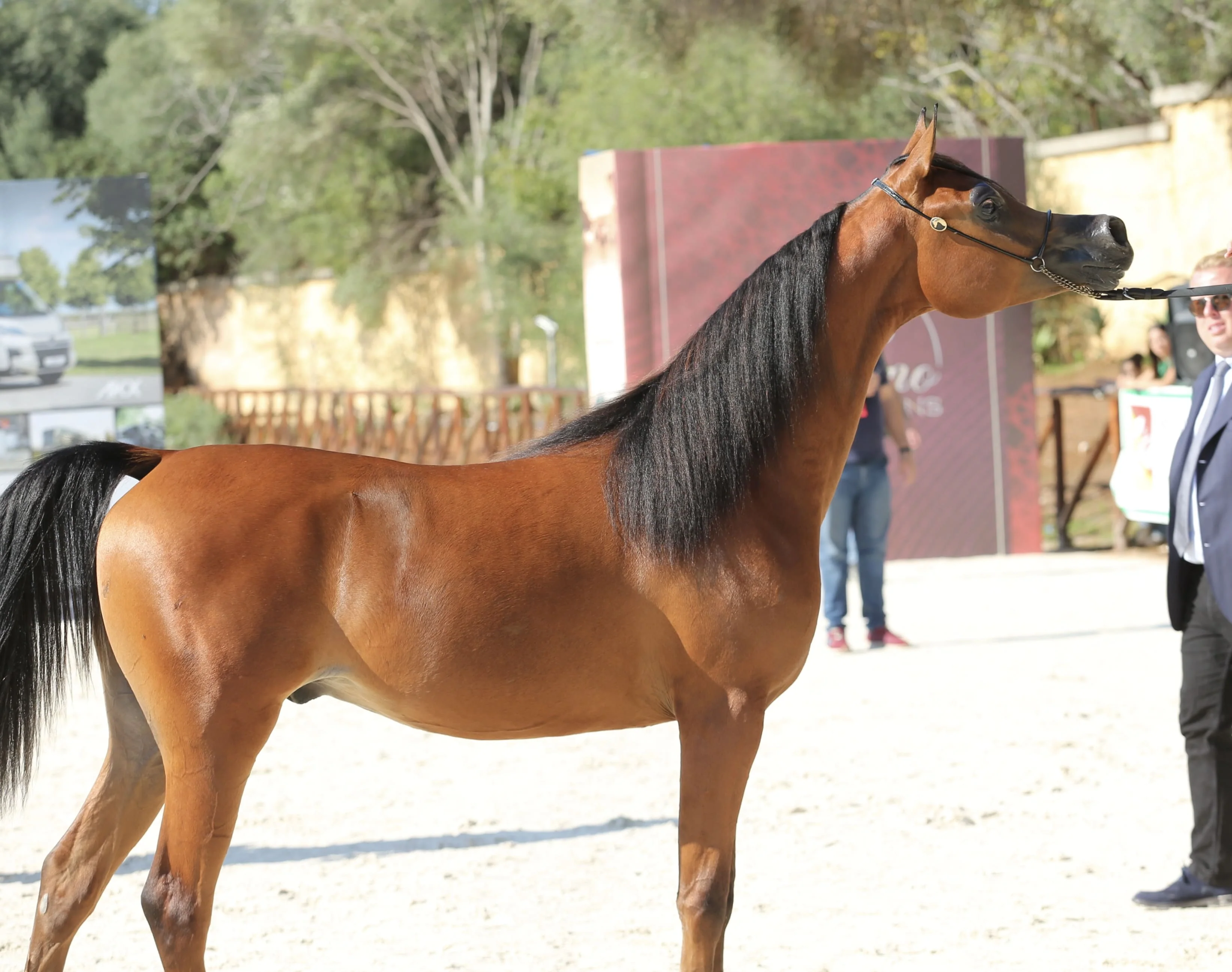 TOOFAN SWEETAT